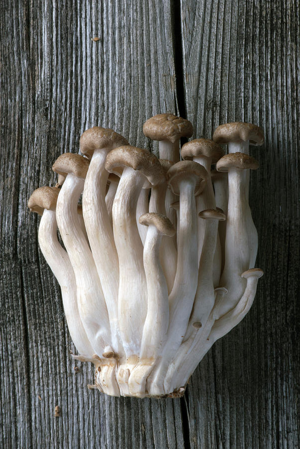 Closeup Of Brown Shimeji Mushroom #1 Photograph by Spyros Bourboulis