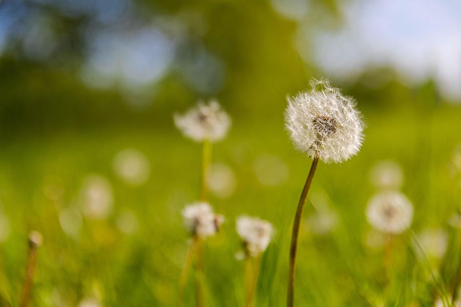 Nature Photograph - Closeup Of Dandelion On Natural #1 by Levente Bodo
