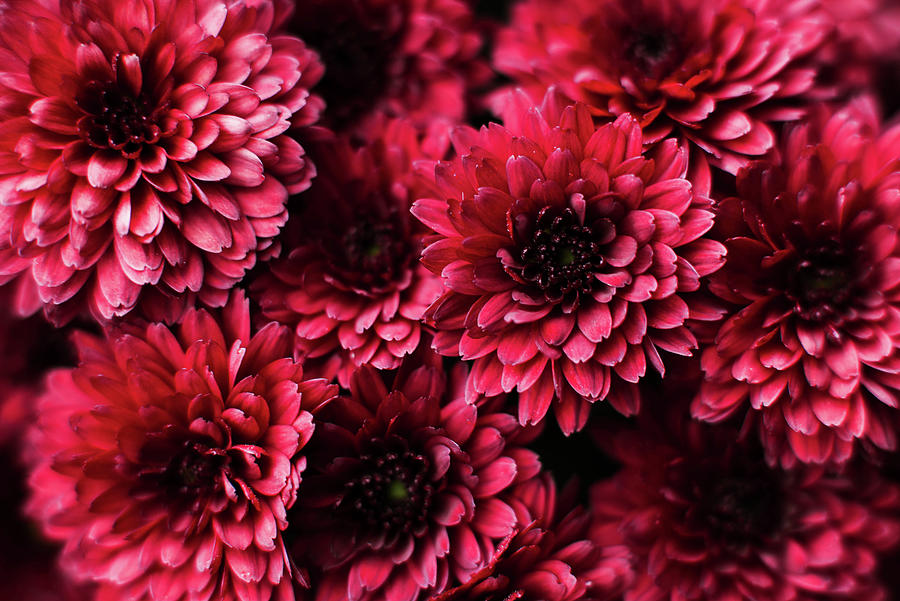 Closeup On Red Chrysanthemum Flowers Photograph by Cavan Images - Fine ...