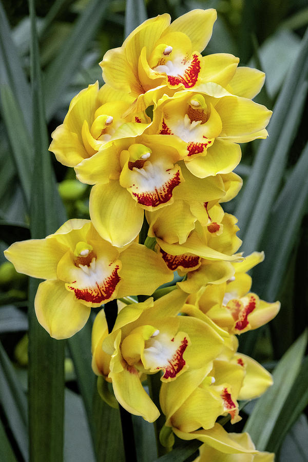Orchid Photograph - Closeup,cymbidium,danita #1 by Lisa S. Engelbrecht