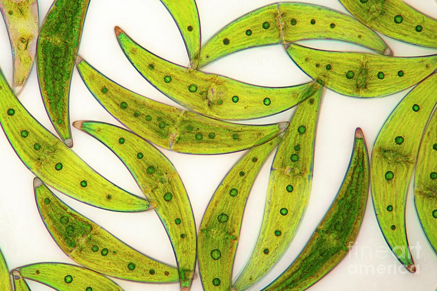 Closterium Sp. Green Algae #1 Photograph by Frank Fox/science Photo Library