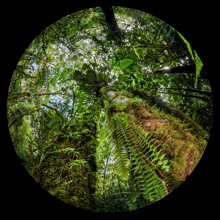 Landscape Photograph - Cloud Forest, Manu Biosphere Reserve, Amazonia #1 by Alex Hyde / Naturepl.com