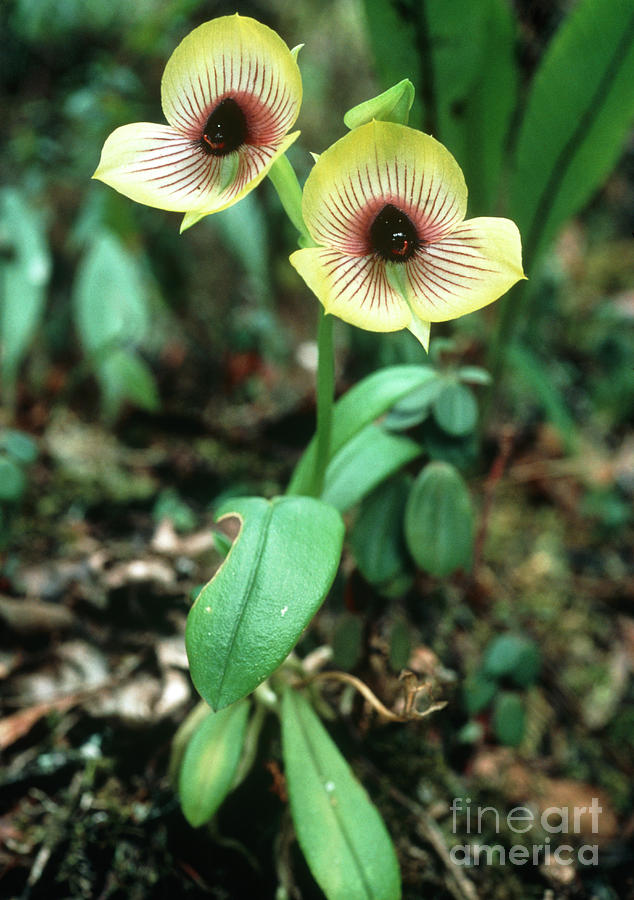 Cloud Forest Orchid #1 Photograph by Vaughan Fleming/science Photo Library