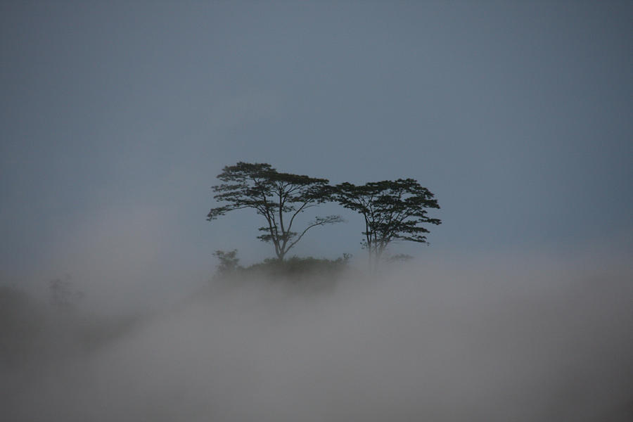Cloud Forest, Sri Lanka #1 Photograph by David Hosking