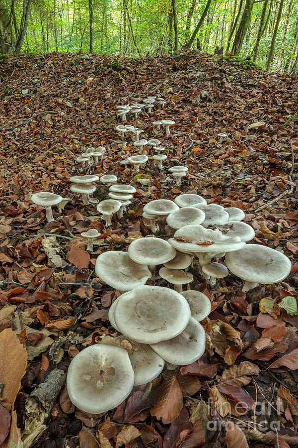Nature Photograph - Clouded Agari Fungi #1 by Bob Gibbons/science Photo Library