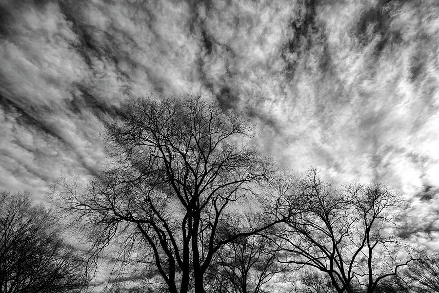 Clouds Sky and Trees in Winter #1 Photograph by Robert Ullmann