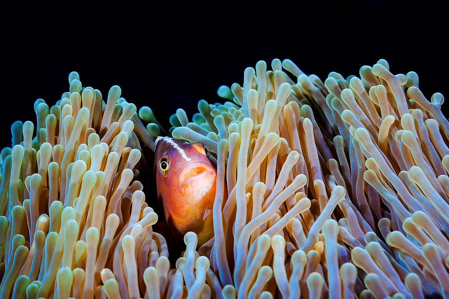 Fish Photograph - Clownfish #1 by Barathieu Gabriel