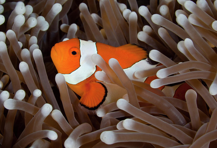 Clownfish #1 Photograph by Cdascher