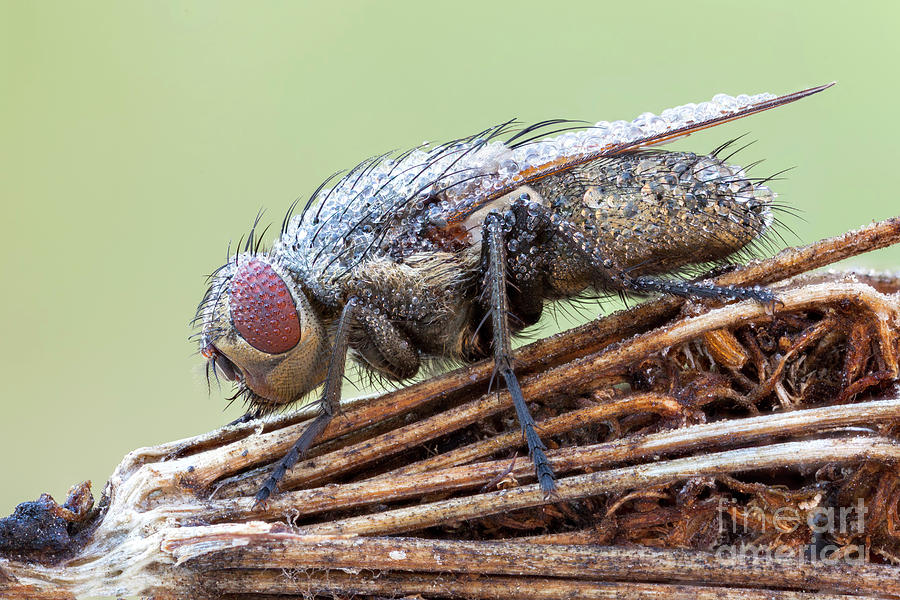 Cluster Fly #1 Photograph by Science Photo Library Cluster Fly #1 Photograph by Science Photo Library