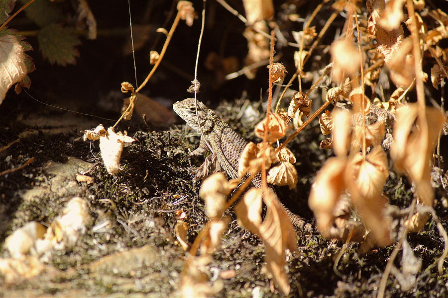 Fall Photograph - Western Fence Lizard #2 by Nicholas Miller