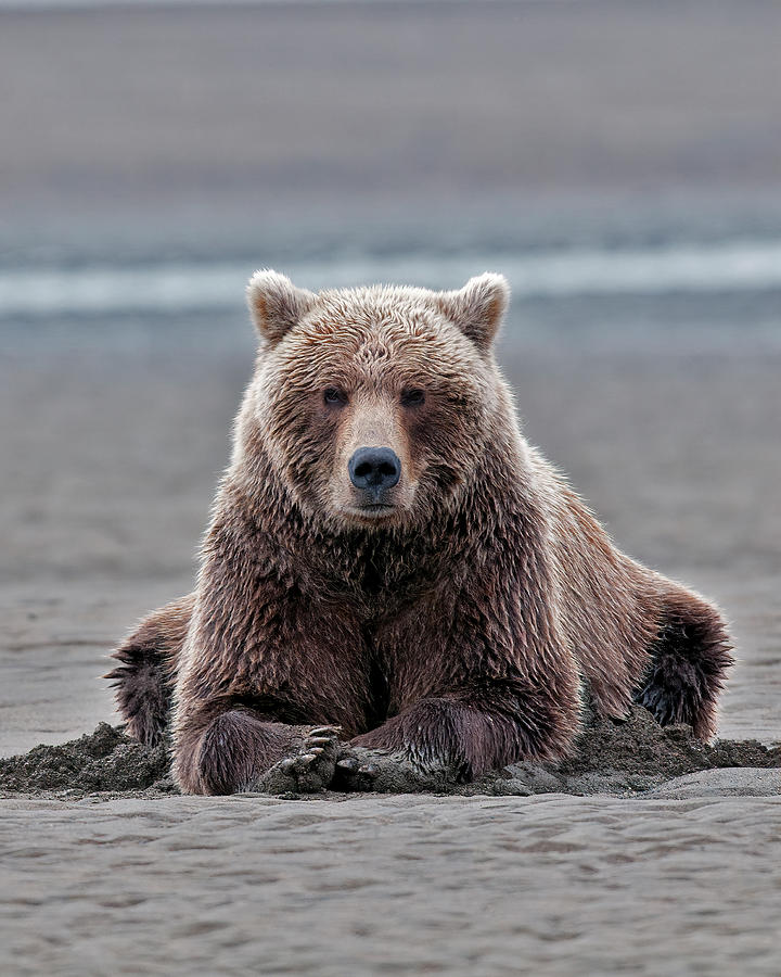 Coastal Brown Bears On Salmon Watch #1 Photograph by Gary Langley