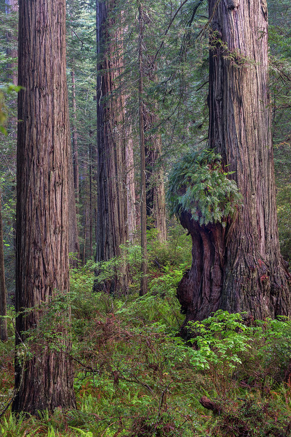 Coastal Redwood Forest #1 Photograph by Jeff Foott