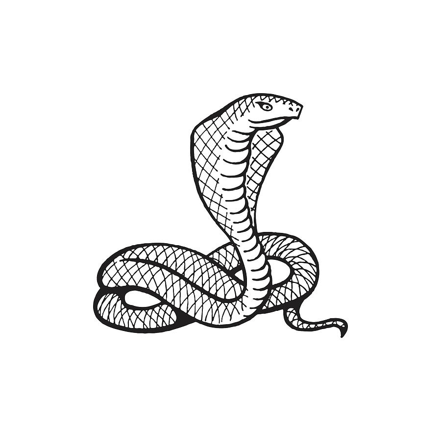 Black And White Drawing - Cobra #1 by CSA Images