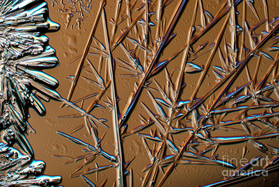 Cocaine Photograph - Cocaine Crystals #1 by Karl Gaff / Science Photo Library