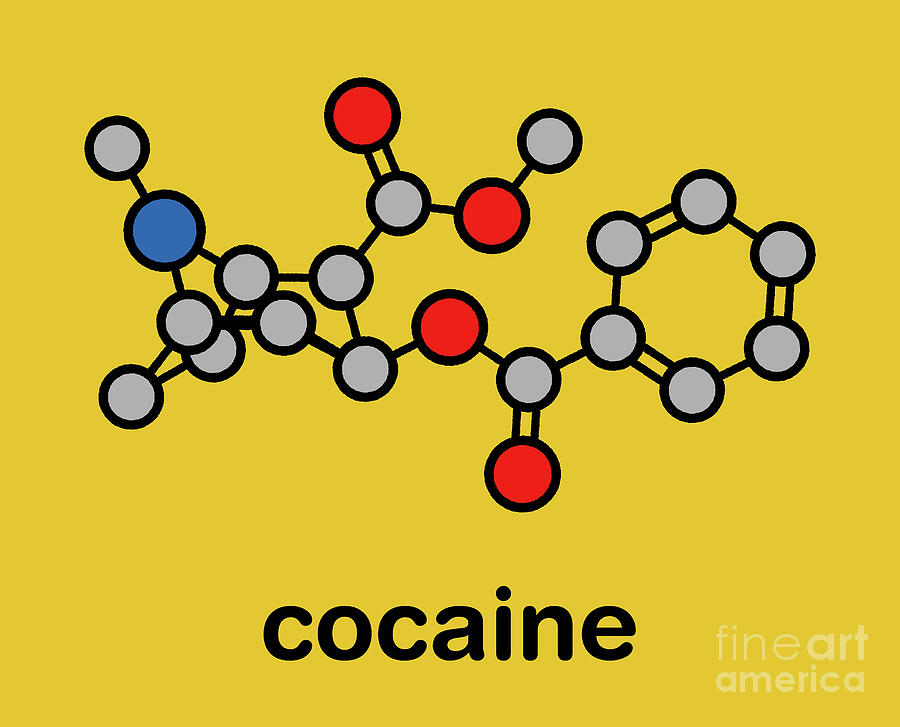 Ring Photograph - Cocaine Stimulant Drug Molecule #1 by Molekuul/science Photo Library