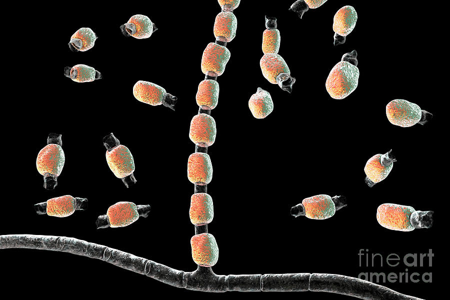 Coccidioidomycosis Fungus Photograph By Kateryna Konscience Photo Library Pixels 