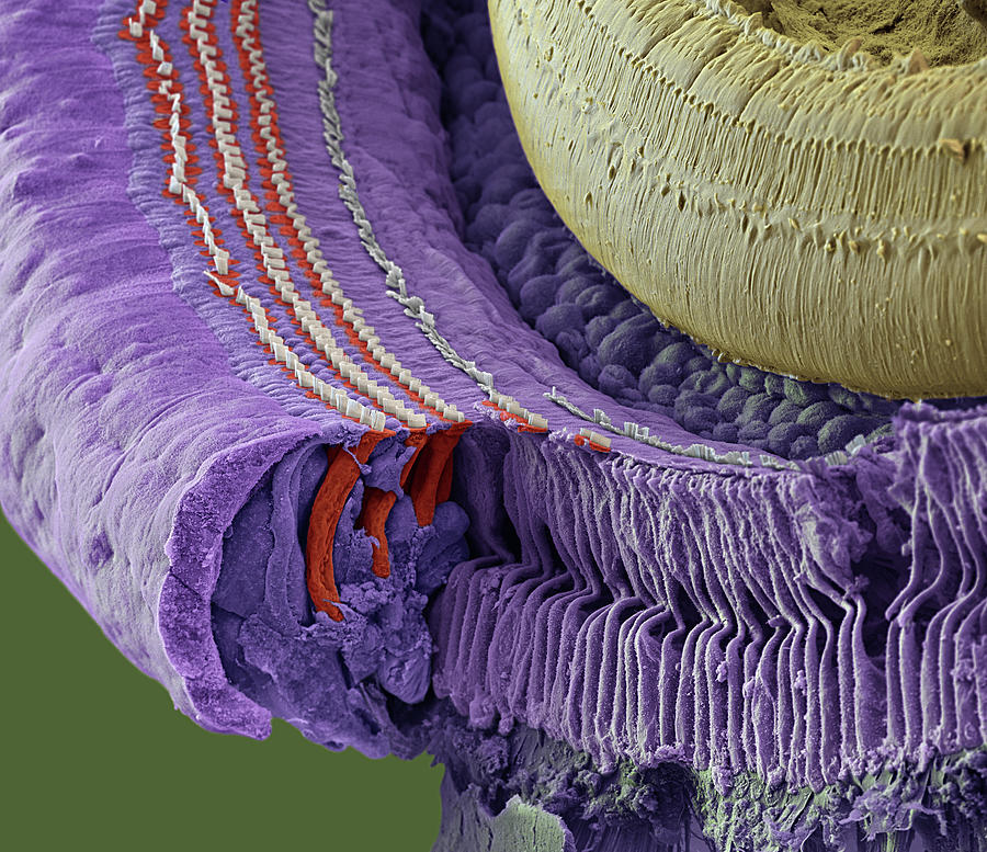 Cochlea, Coil Section, Sem #1 Photograph by Oliver Meckes EYE OF SCIENCE