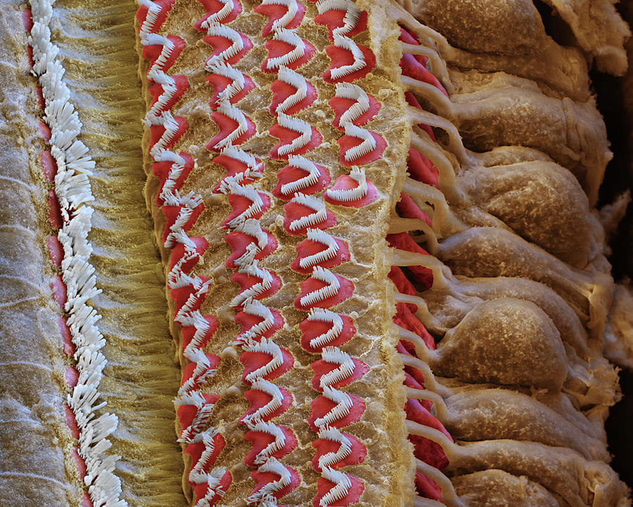 Cochlea, Inner And Outer Hair Cells, Sem #1 Photograph by Oliver Meckes EYE OF SCIENCE