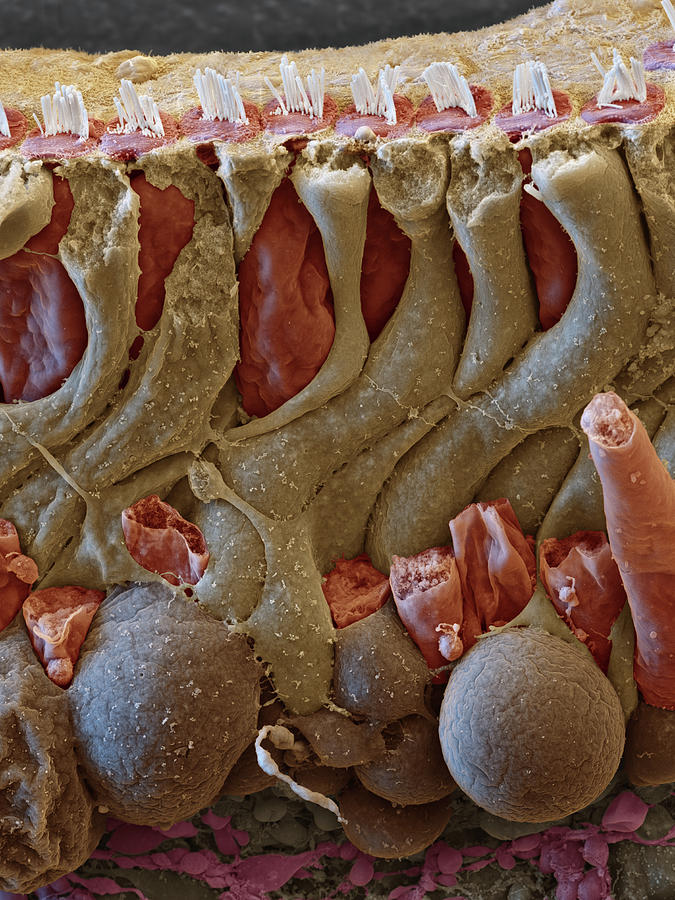 Cochlea, Organ Of Corti Section, Sem #1 Photograph by Oliver Meckes EYE OF SCIENCE
