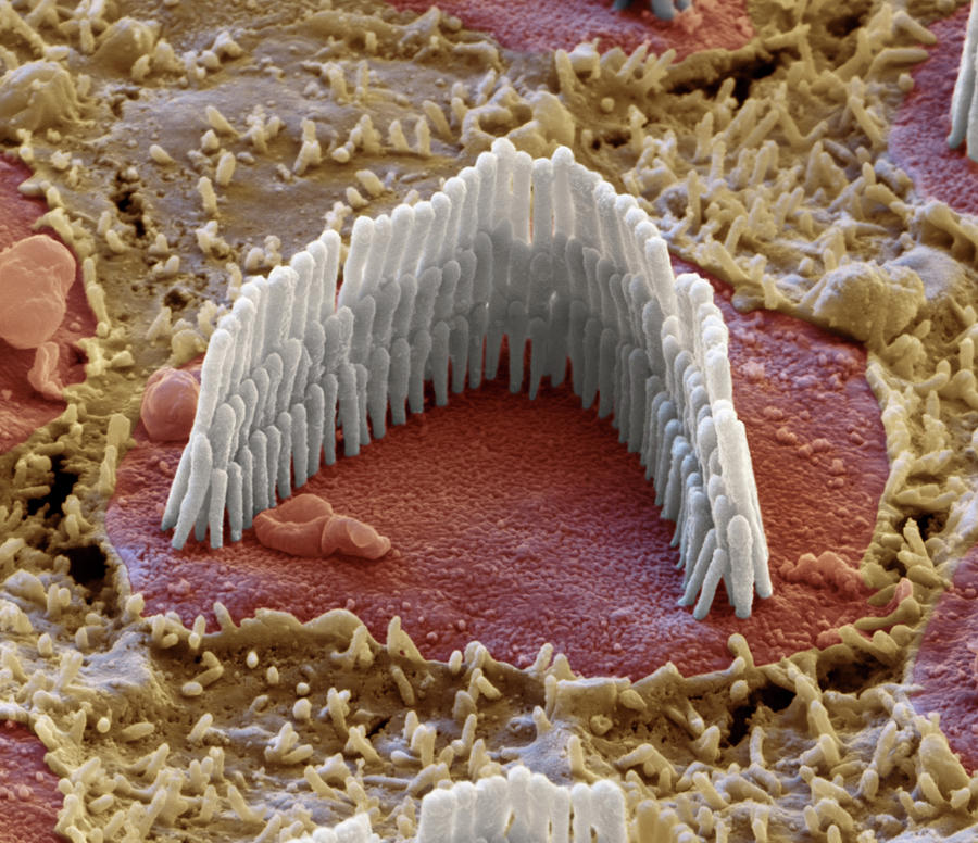 Cochlea, Outer Hair Cell, Sem #1 Photograph by Oliver Meckes EYE OF SCIENCE