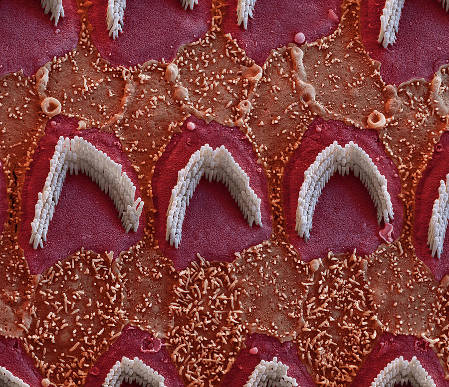 Cochlea, Outer Hair Cells, Sem #1 Photograph by Oliver Meckes EYE OF SCIENCE