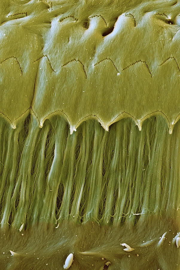 Cochlea, Tectorial Membrane, Sem #1 Photograph by Oliver Meckes EYE OF SCIENCE
