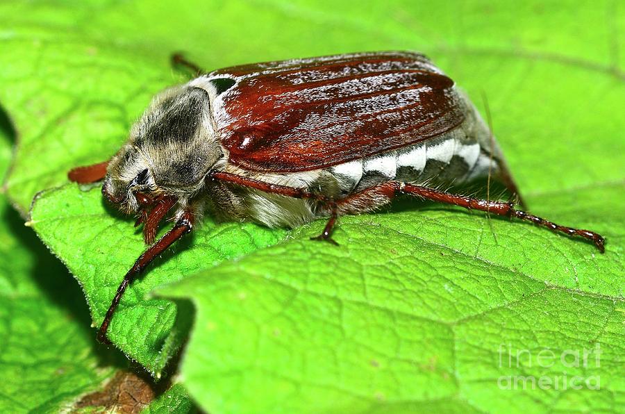 Cockchafer Beetle #1 Photograph by Colin Varndell/science Photo Library ...