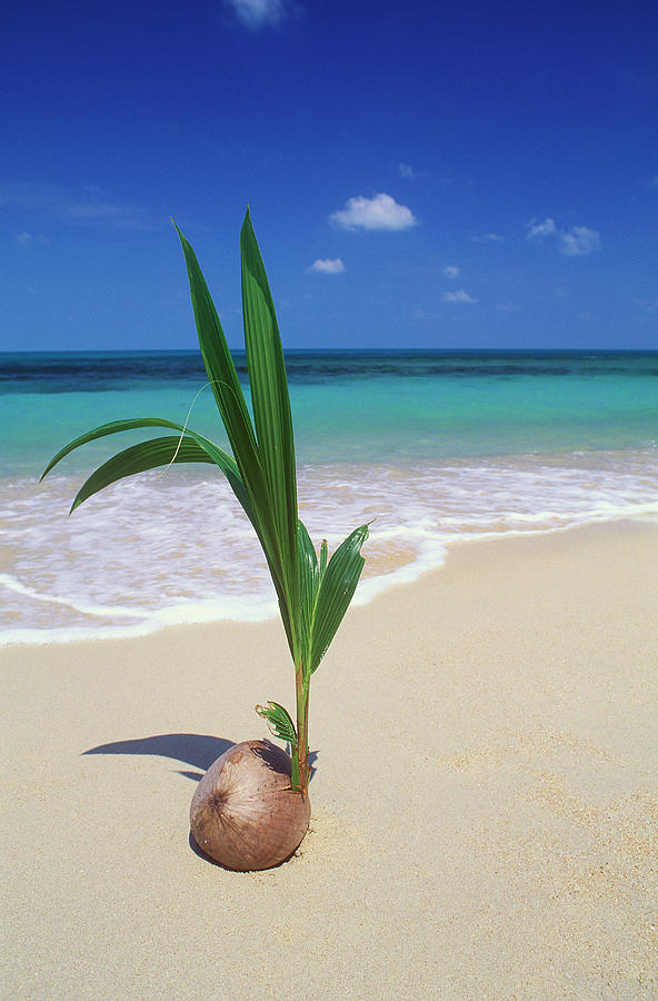 Coconut Shoot At Sandy Beach #1 Photograph by Otto Stadler