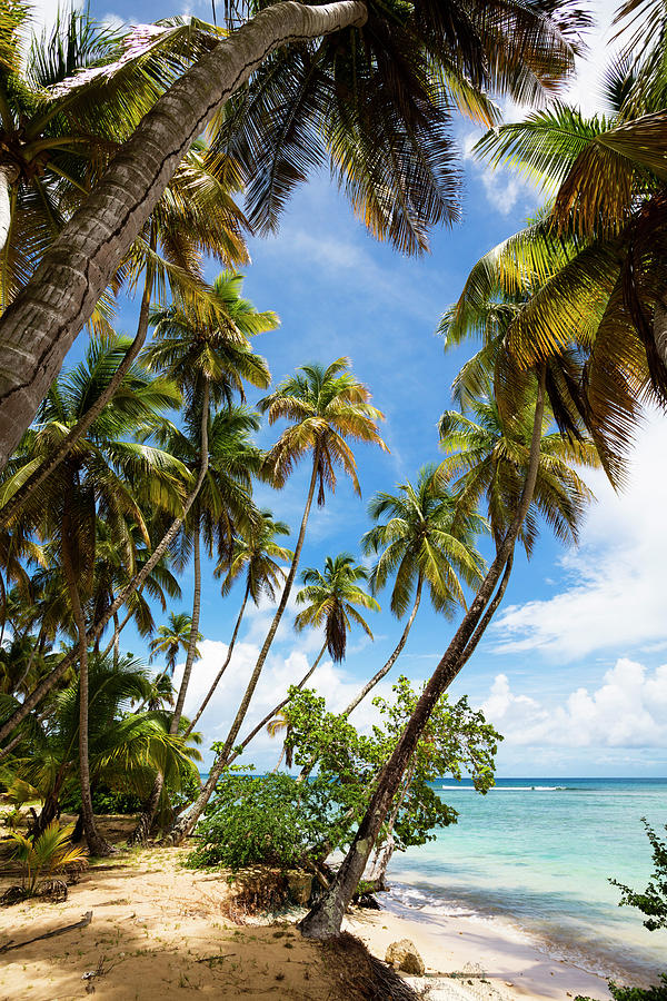Coconut Trees On The Beach, Cocos Nucifera, Tobago, West Indies ...