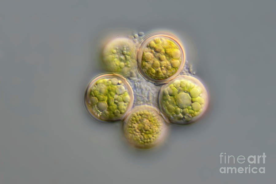 Coenochloris Fottii Cf. Algae #1 Photograph by Frank Fox/science Photo Library