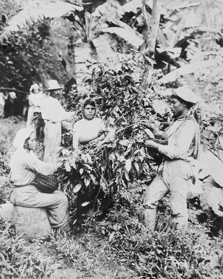 Coffee Plantation Workers #1 Photograph by Bettmann