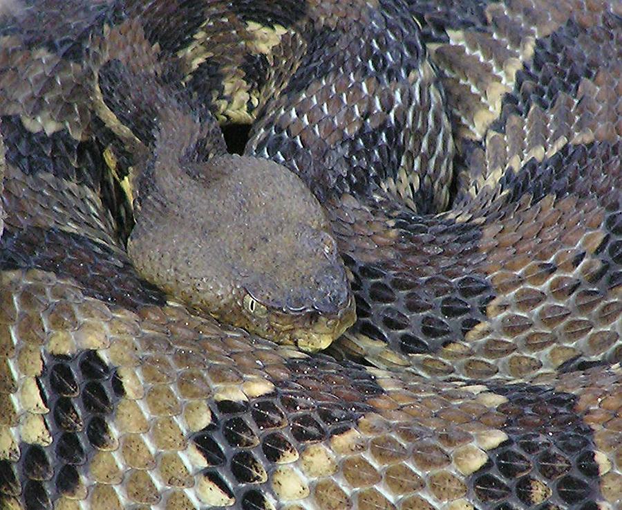 Coiled Photograph by Brian Hockman - Fine Art America