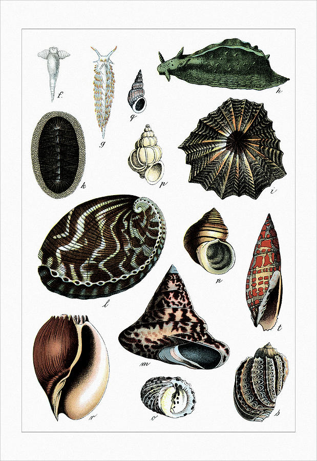 Shell Painting - Collected Shell Specimens #1 by Gotthilf Heinrich von Schubert