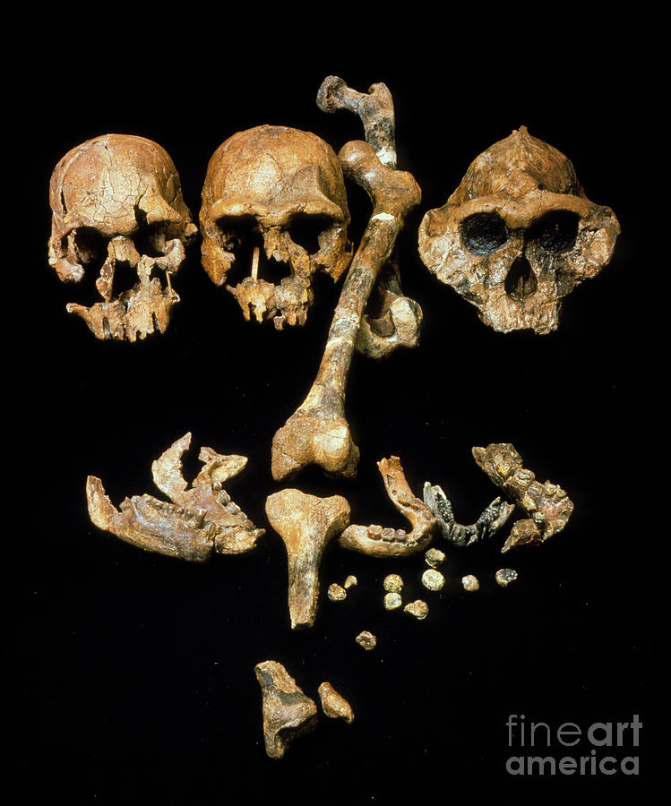 Collection Of Hominid Fossil Skulls #1 Photograph by John Reader/science Photo Library
