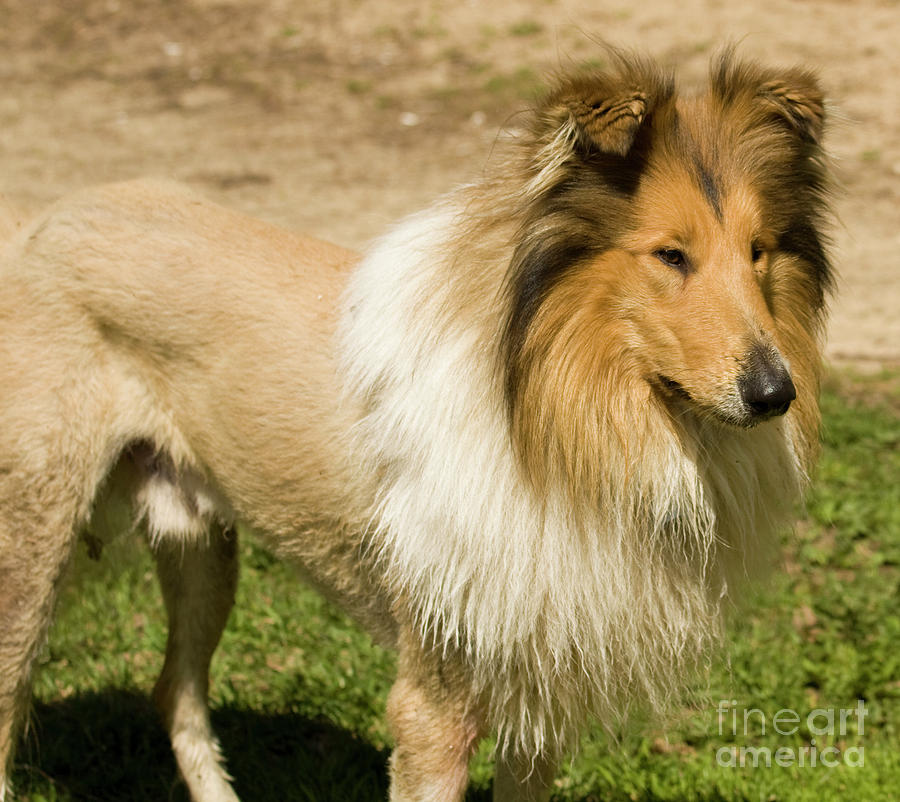 Collie dog #1 Photograph by Irina Afonskaya