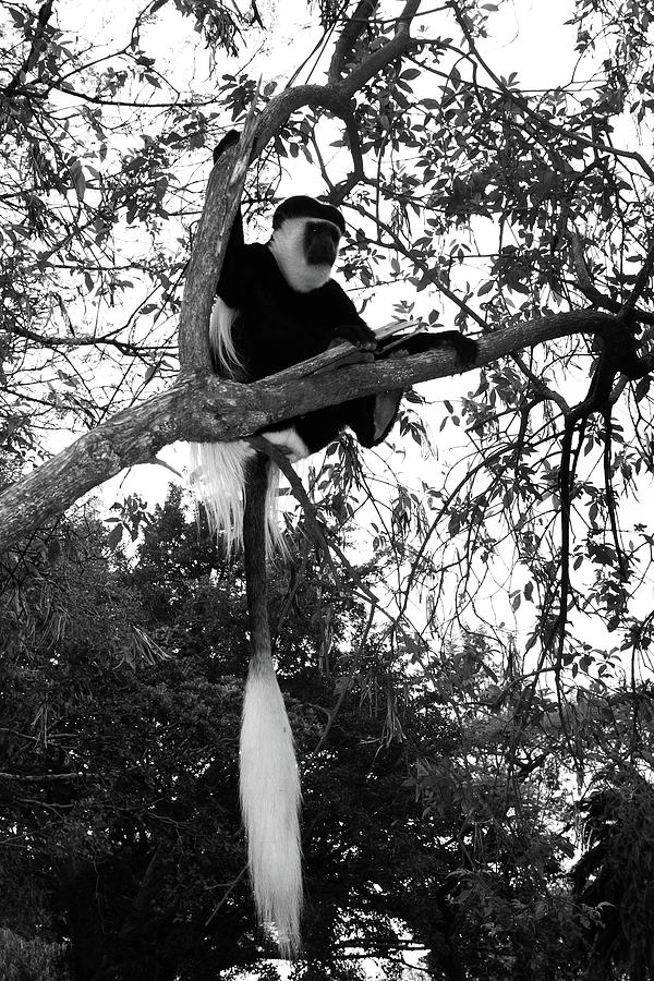 Colobus Monkey Photograph