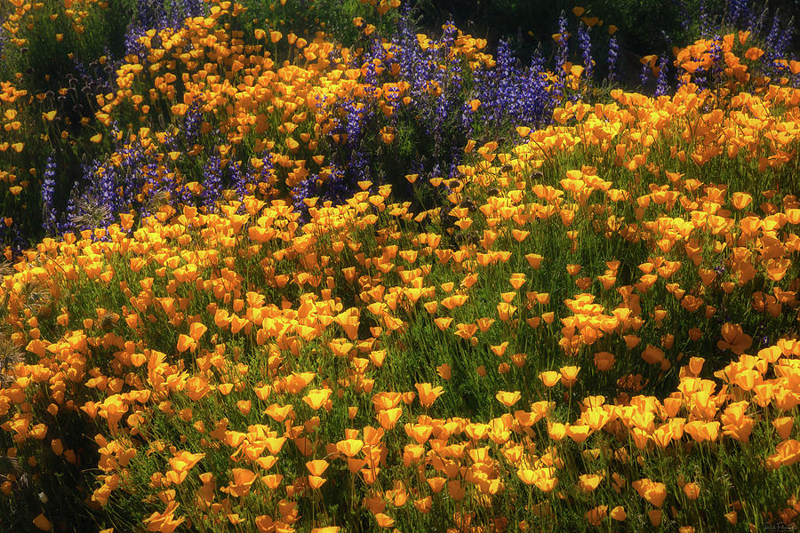 Color Explosion by Rick Furmanek Color Explosion by Rick Furmanek