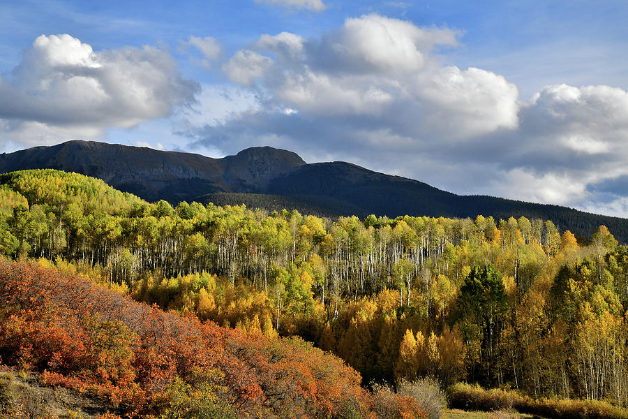 Colorado Fall Colors #1 Photograph by Ray Mathis