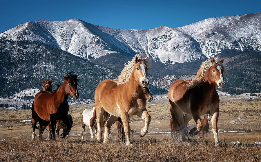 Colorado Horses #1 Photograph by David Soldano