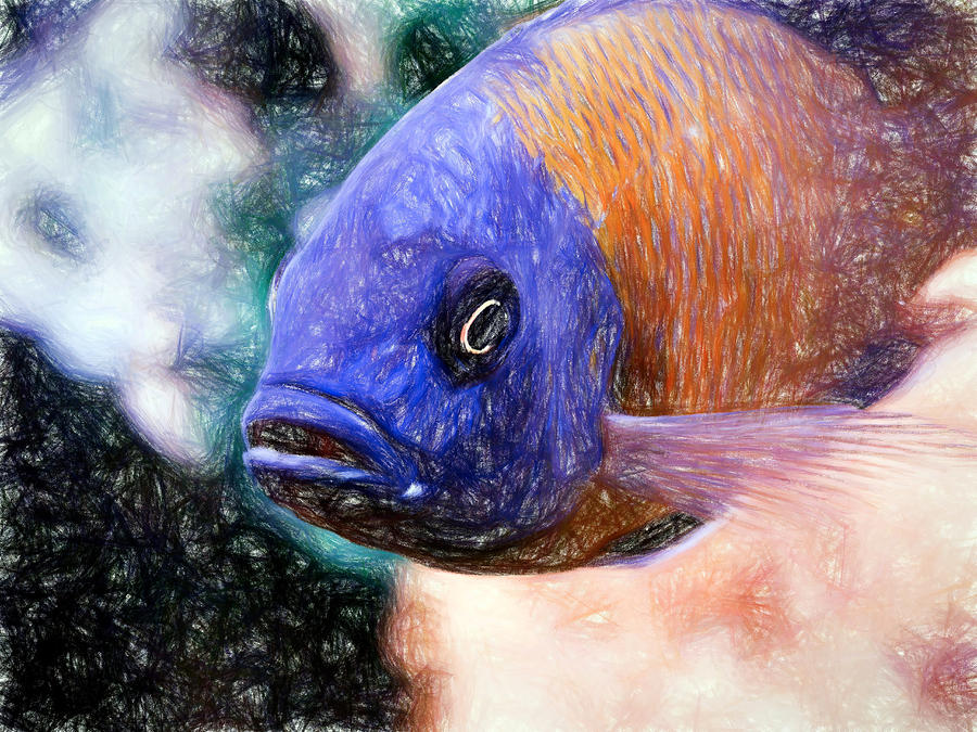 Colored Pencil Red Fin Borleyi Cichlid #1 Digital Art by Don Northup