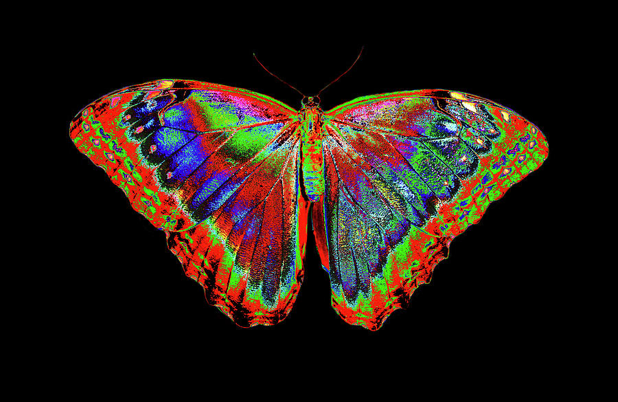 Colorful Butterfly Design Against Black Photograph by Darrell Gulin