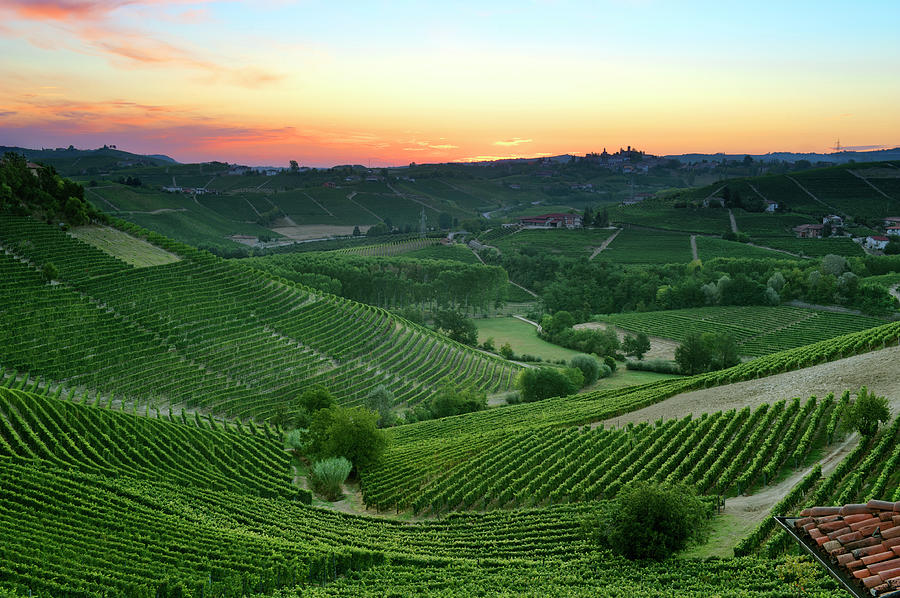 Colorful Dawn Over The Vineyards #1 Photograph by Scacciamosche