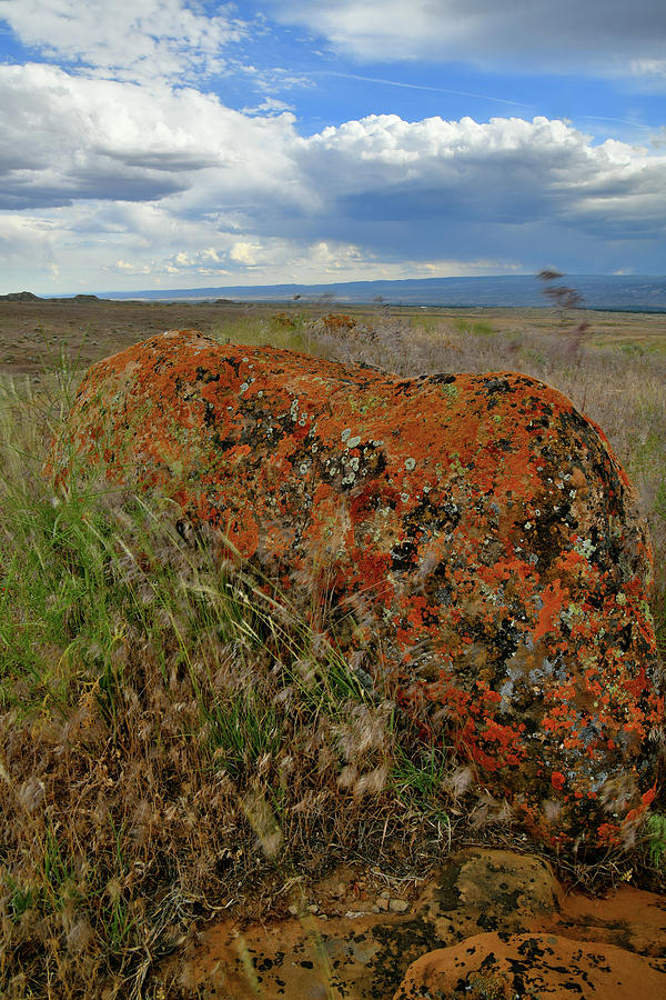 Colorful Lichen-covered  Boulders In Book Cliffs Photograph