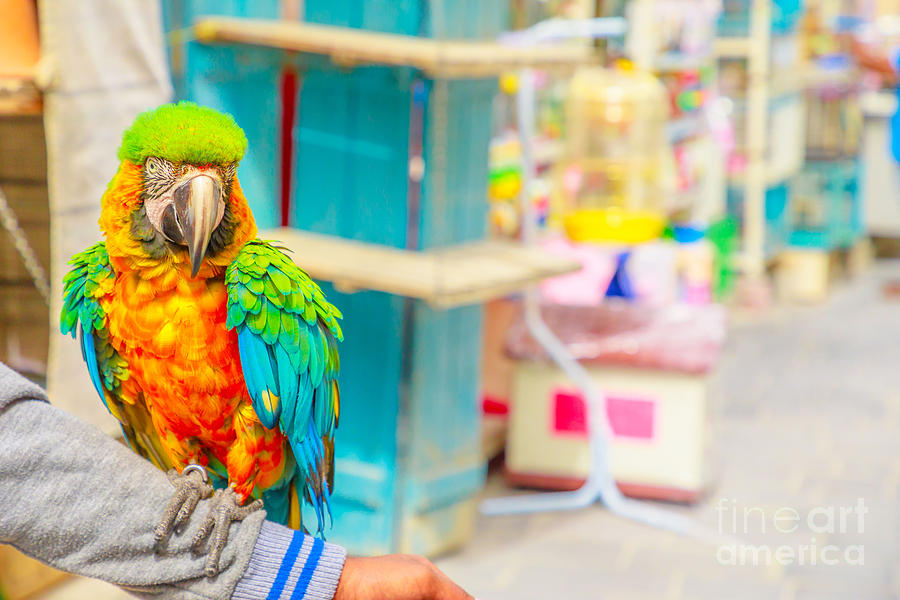 Colorful parrot Bird Souq #1 Photograph by Benny Marty