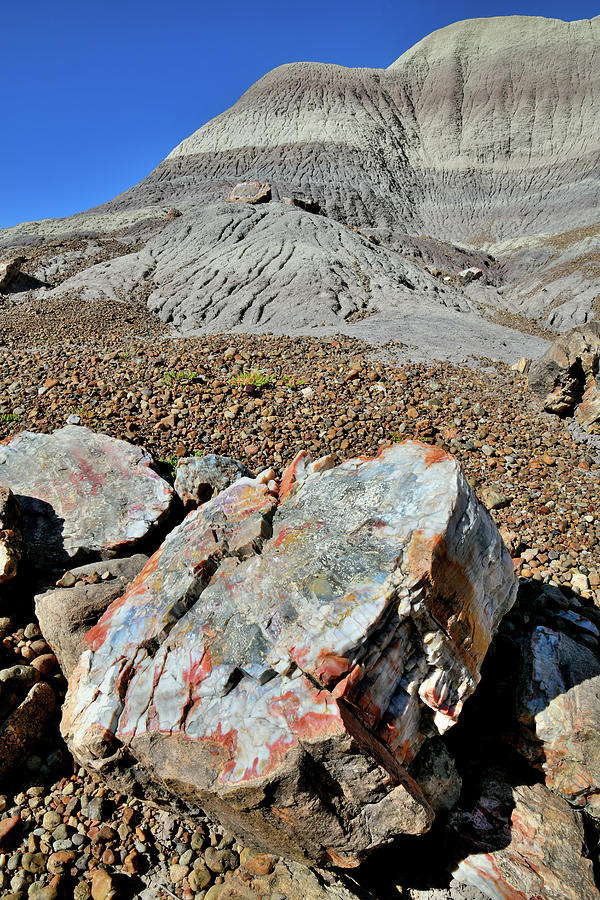 Colorful Petrified Wood in Blue Mesa #1 Photograph by Ray Mathis