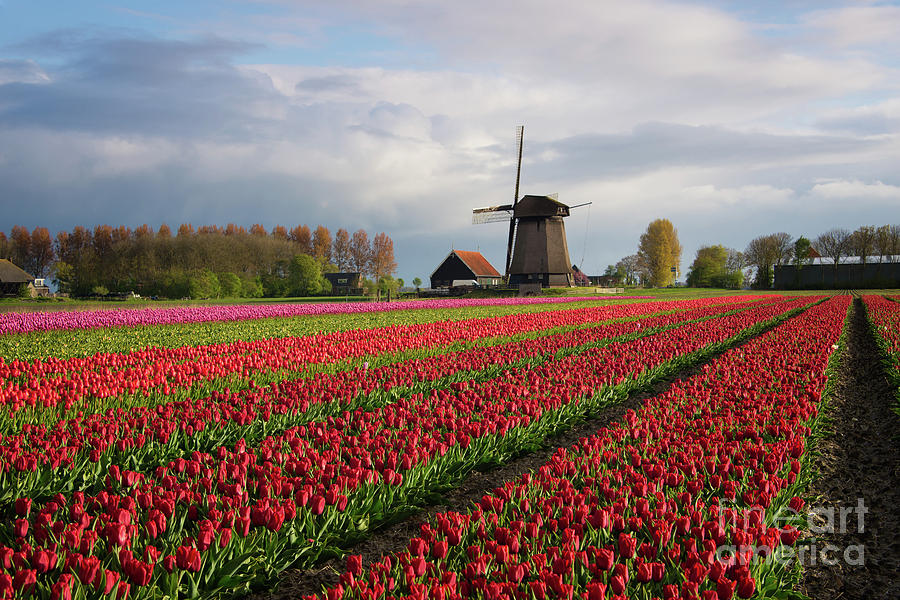 Tulips Photograph - Colorful rows of tulips in front of a windmill by IPics Photography Tulips Photograph - Colorful rows of tulips in front of a windmill by IPics Photography