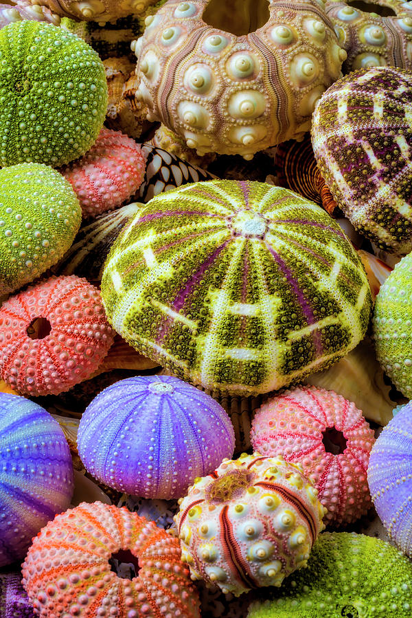 Colorful Sea Urchins Photograph By Garry Gay