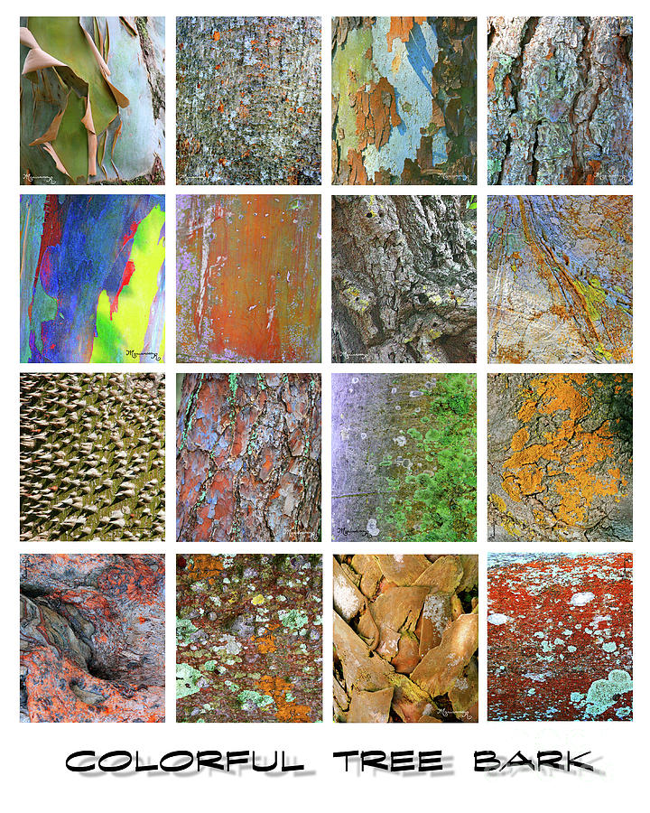Colorful Tree Bark #1 Photograph by Mariarosa Rockefeller