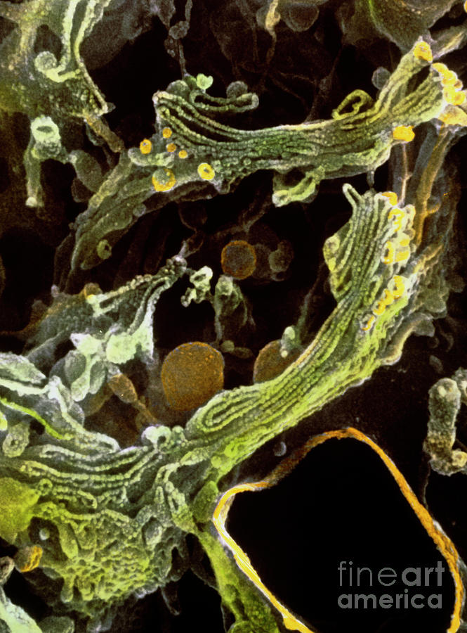 Colour Sem Of Golgi Complex In Olfactory Bulb Cell #1 Photograph by Professors P. Motta & T. Naguro/science Photo Library