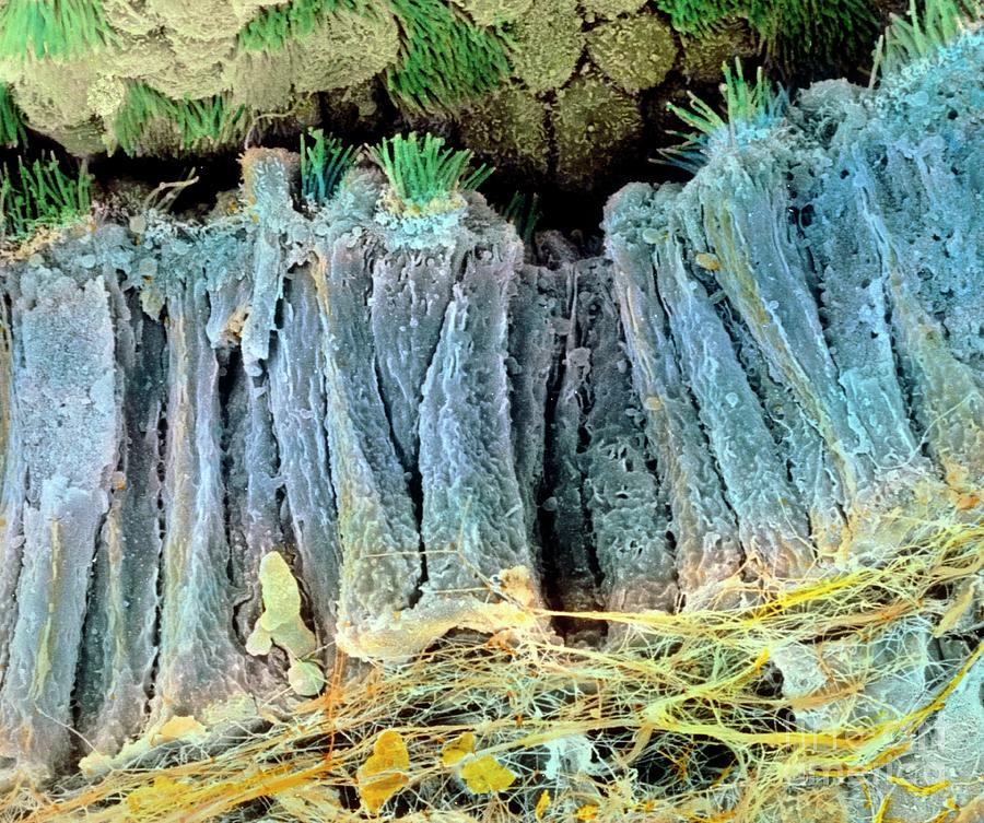 Coloured Sem Of Epithelium In The Fallopian Tube Photograph By Professor P M Motta And E Vizza